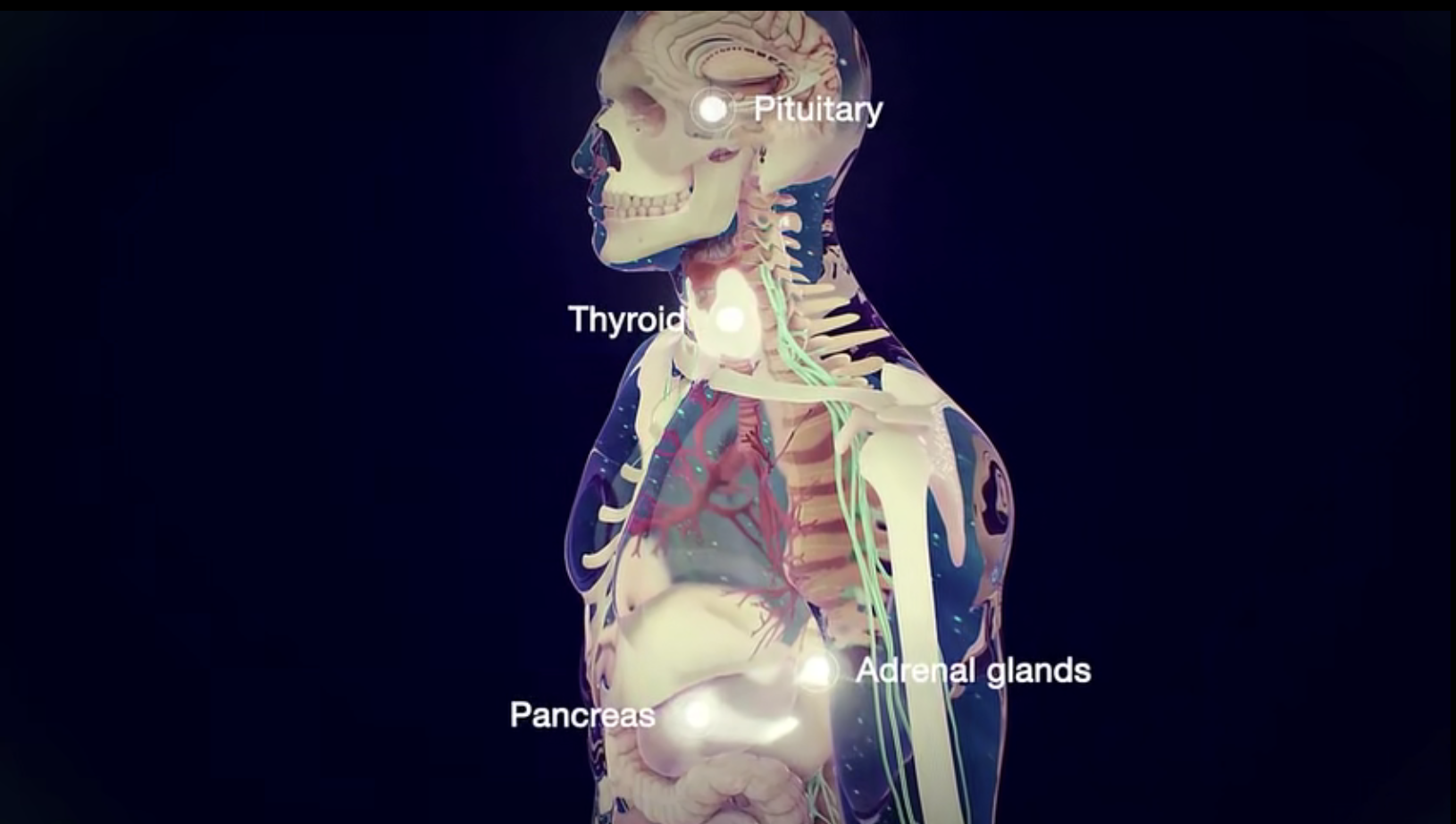 The Endocrine System Video Worksheet Answers